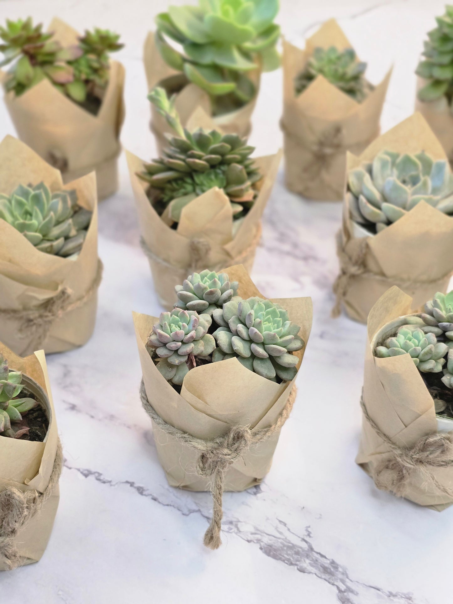 Grow With Love: Plant Wedding Favors